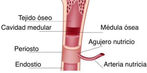 Huesos Concepto Tipos Función Estructura Y Cuerpo Humano