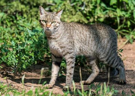 Gato Salvaje Africano Felis Silvestris Lybica Cats Wild Nature