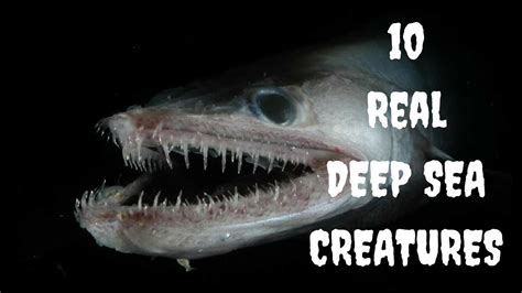 10 Extremely Scary Deep Sea Creatures Real Youtube