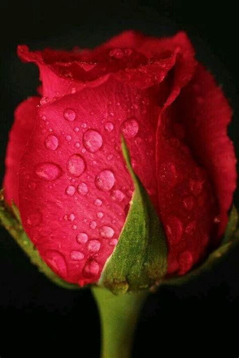 Red Rose Bud † Rose Belle Boccioli Di Rosa Bellissimi Fiori