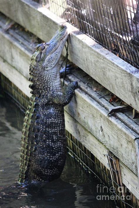 Alligator Climbing Fence Photograph By Paulette Thomas Pixels