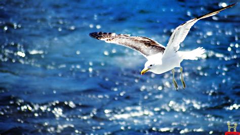 Seagull Flying On The Beach New Hd Wallpapers All Hd Wallpapers