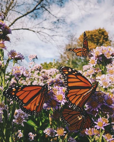 Monarch Butterfly Aesthetic Wallpapers Wallpaper Cave