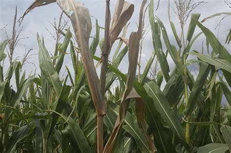 Anthracnose Stalk Rot Will Top Dieback Reappear This Year