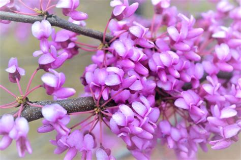 Eastern Redbud Next Generation Landscape Nursery