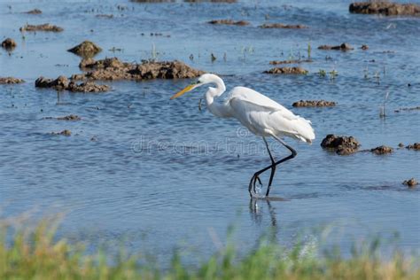A White Heron Hunting On The Lagoon Adult White Heron Great Egret On