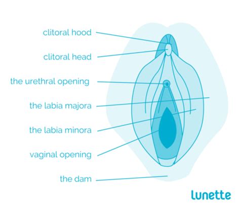 Female reproductive system diagram labeled 4d female reproductive organs system human body. What's The Difference Between The Vulva And Vagina? - Lunette Menstrual Cup