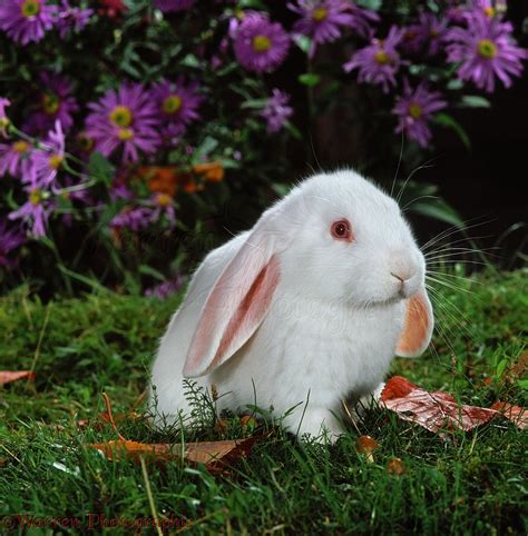 Young White French Lop Rabbit Among Flowers Photo Wp37548