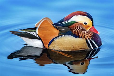 The Beautiful Mandarin Duck Rwildlifephotography