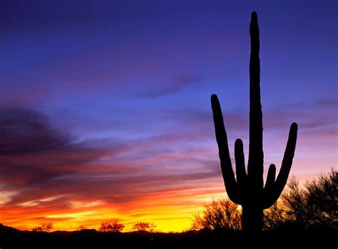 Saguaro Sunset Photograph By Johan Elzenga Fine Art America
