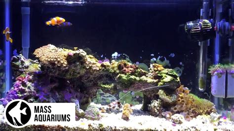10 Gallon Saltwater Nano Reef Aquarium 14 Months No Skimmer