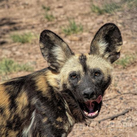 In it, a litter of wild dog pups is released into the outdoor enclosure at their home at the cincinnati zoo for the first time. African Painted Dog is a photograph by Elisabeth Lucas ...