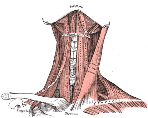 Dummies helps everyone be more knowledgeable and confident in applying what they know. Head and Neck Muscles | Boundless Anatomy and Physiology