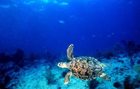Florida Keys Sea Turtle Key Largo Snorkeling Key Largo Diving Sea
