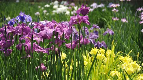 Wallpaper Irises Flowers Flowerbed Light Green Hd Picture Image