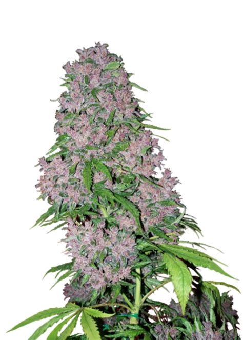 Purple Kush Feminized Strain Info Purple Kush Feminized Weed By Seeds