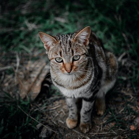 Shallow Focus Photography Of Brown Black And Gray Tabby Cat · Free
