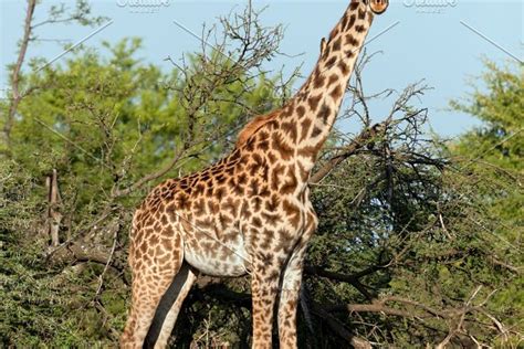 Three Giraffes On Savanna High Quality Animal Stock Photos ~ Creative