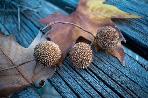 Collecting And Preparing A Sycamore Seed For Planting