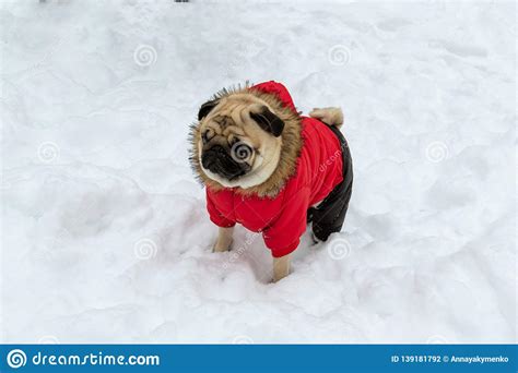 Pug Dog Stands In Red Clothes On Snow Stock Photo Image Of Emotion