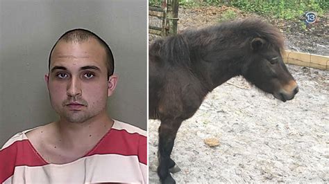 Florida Man Admits To Sex With Mini Horse Named Jackie G Sheriffs