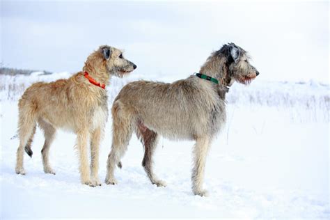 Irish Wolfhound Dogs Breed Information Omlet