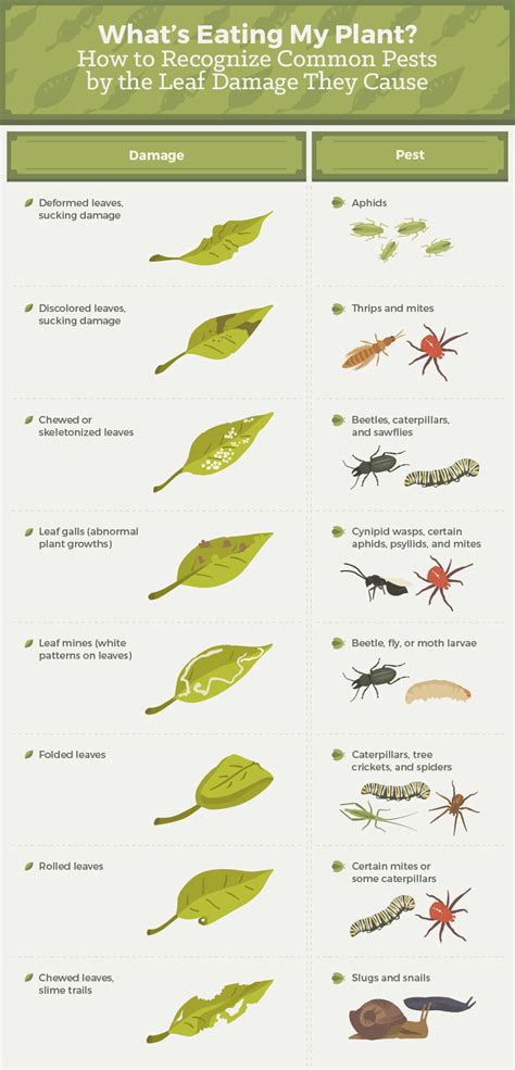 How To Get Rid Of Insects In Your Garden Garden Likes