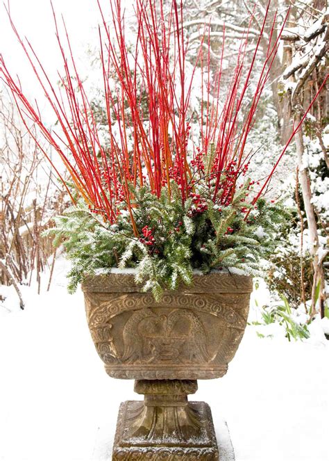 14 Cheerful Winter Container Gardens Midwest Living