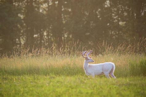 Big Ol White Buck In Field Photograph By Brook Burling Fine Art America