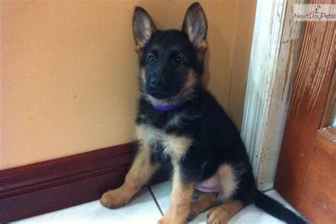 Meet Purple Collar A Cute German Shepherd Puppy For Sale For 1400