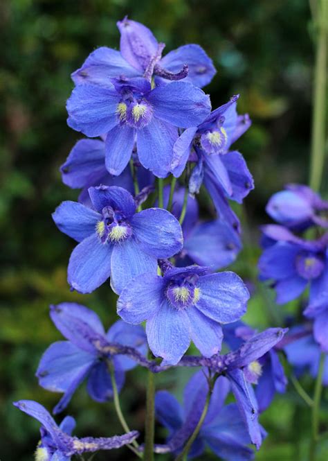 Pin By Martine Wanda On Our Lady Of Sorrows Delphinium Blue