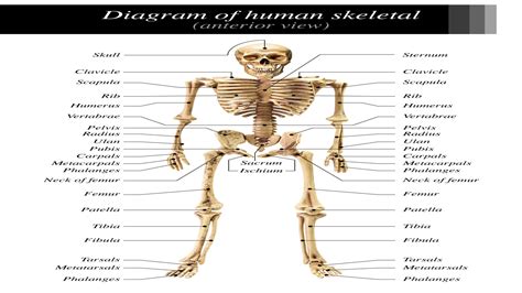 Diagram Human Body Bones Diagram Mydiagramonline