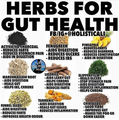 Herbs For Gut Health Gut Health Herbs For Health Coconut Health