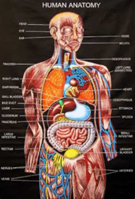 This quiz on human bones is designed to test your knowledge on the location of each individual bone. Primary Education: Human Anatomy and Physiology Study Guide