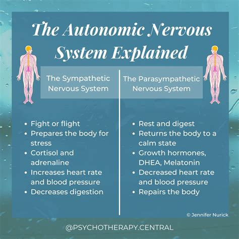 The Autonomic Nervous System Explained