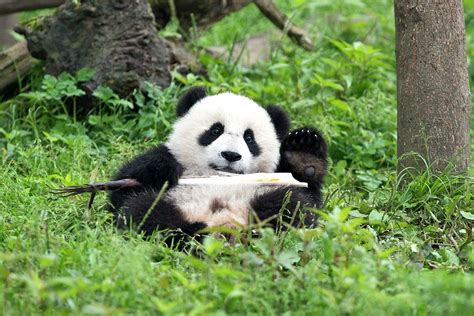 Juvenile Giant Panda Eating Bamboo Photograph By Tony Camacho Pixels
