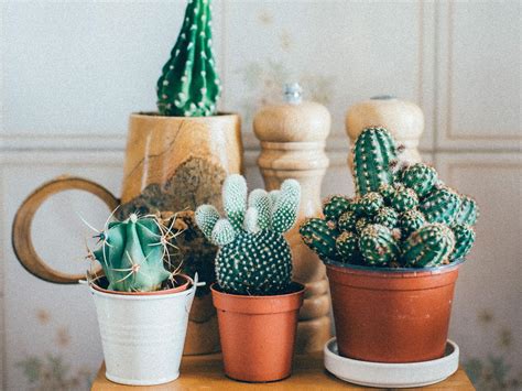 When i woke up it was raining. Millennials are obsessed with houseplants because they can ...
