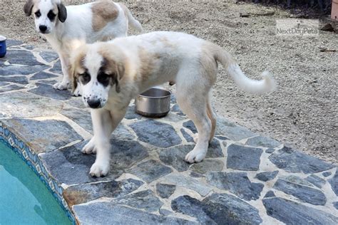 A wonderful little smart pet. Aaron: Maremma Sheepdog puppy for sale near North Central ...