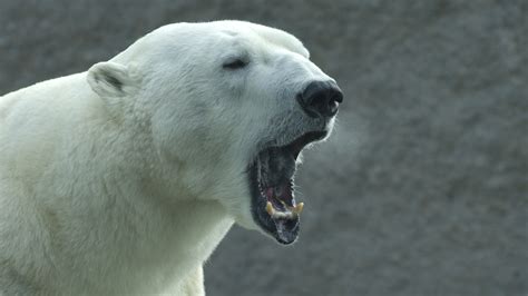25 Surprising Facts About Polar Bears Page 5 247 Wall St
