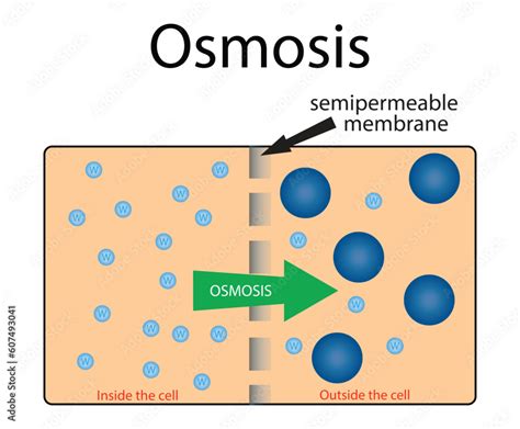 Illustration Of Biology And Chemistry Osmosis Diagram Showing Details