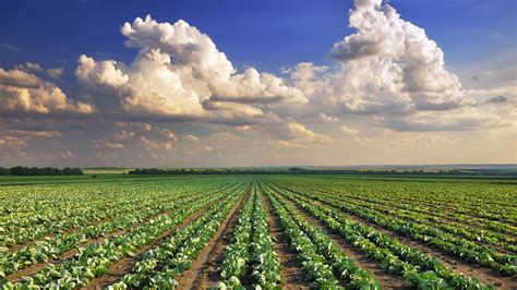 Temperate Matters In Agriculture The Global Plant Council