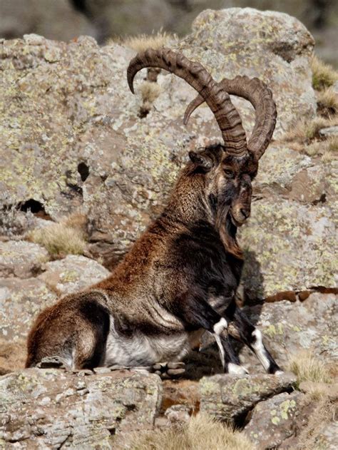 Threats against the species include habitat loss, poaching, and restricted range; Pin by Bradt Travel Guides on Ibex, Alpine, Siberian ...