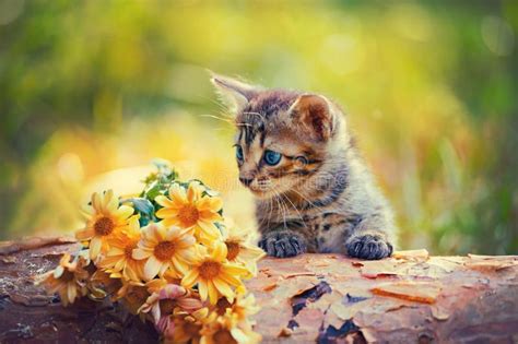 If a mother cat is not socialized, meaning friendly and accustomed to people, return her to her outdoor home as part of tnr as well. Photo about Cute little kitten outdoor looking at flowers ...