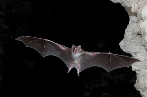 Why Are Bats So Good At Spreading Disease