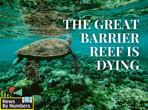 The Great Barrier Reef Is Dying Heres Why Forbes India