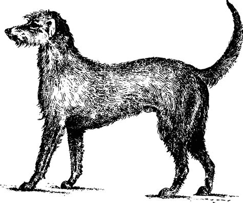 Top 10 Incredible Facts About The Irish Wolfhound You Never Knew