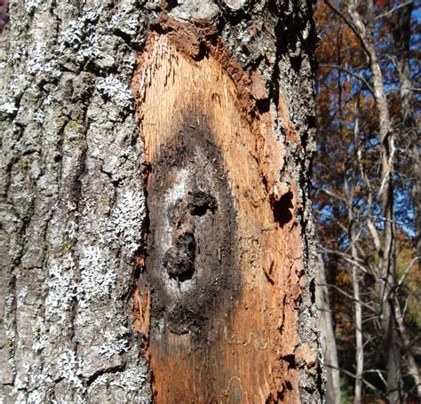 Fungus Threatens Giant Majestic Oak Trees As Disease Spreads In