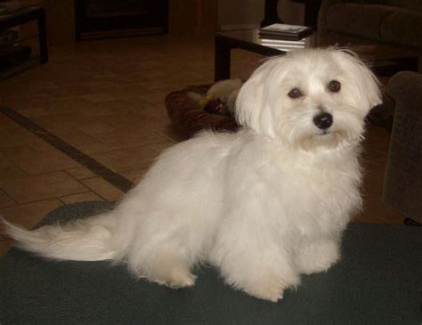 Lancaster puppies has coton de tulear mix puppies for sale. Pin auf Coton de Tulear