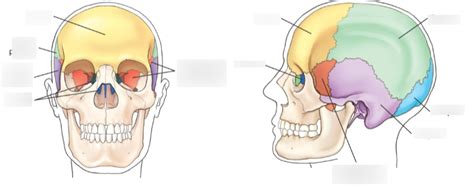 8 Cranial Bones Diagram Quizlet