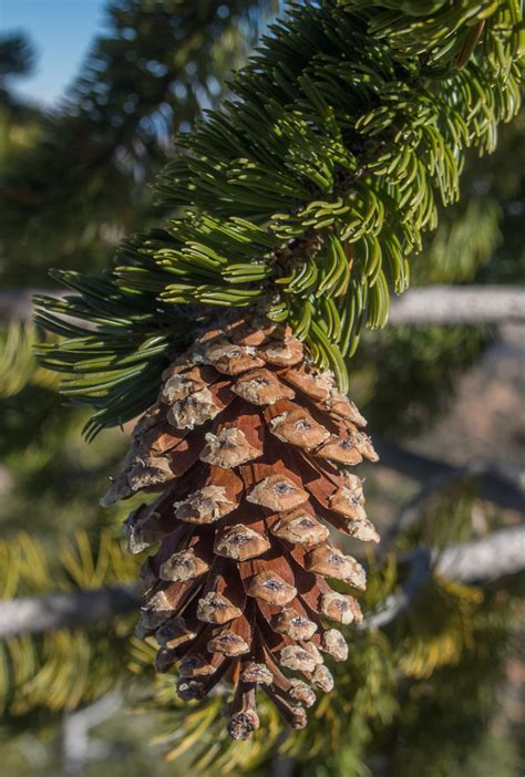 Bristlecone Pine Pinus Longaeva A Recently Mature Seed Flickr